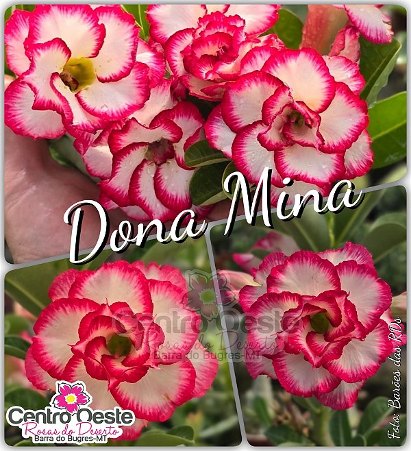 Rosa do Deserto Enxerto - Dona Mina