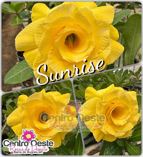 Rosa do Deserto Enxerto - Sunrise
