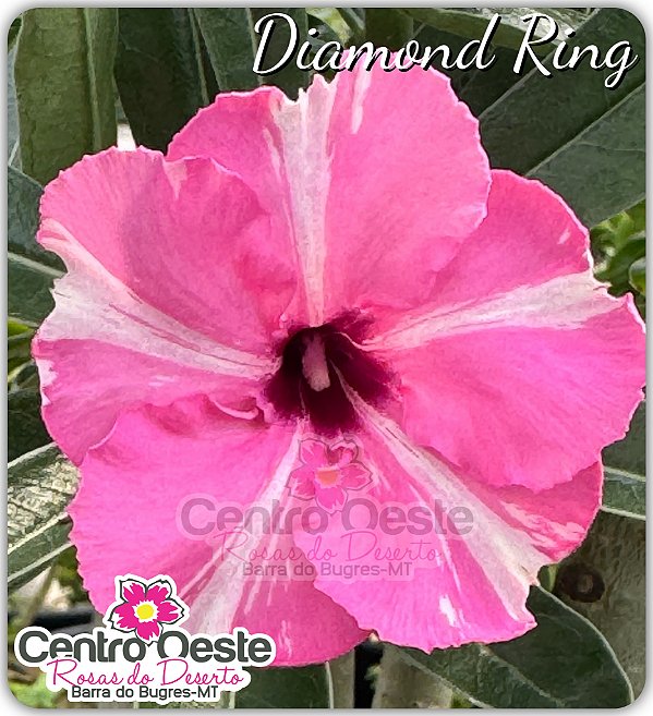 Rosa do Deserto Enxerto - Diamond Ring (Pequena)