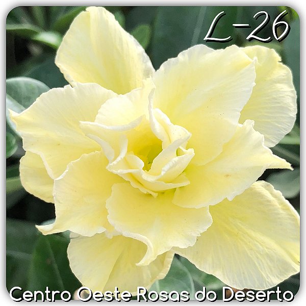 Rosa do Deserto Muda de Enxerto - L-26 - Flor Tripla Amarelo Claro