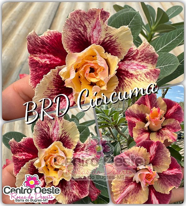 Rosa do Deserto Enxerto - BRD Curcuma