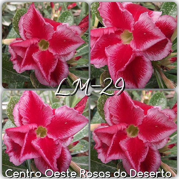 Rosa do Deserto Muda de Enxerto - LM-29 - Flor Dobrada