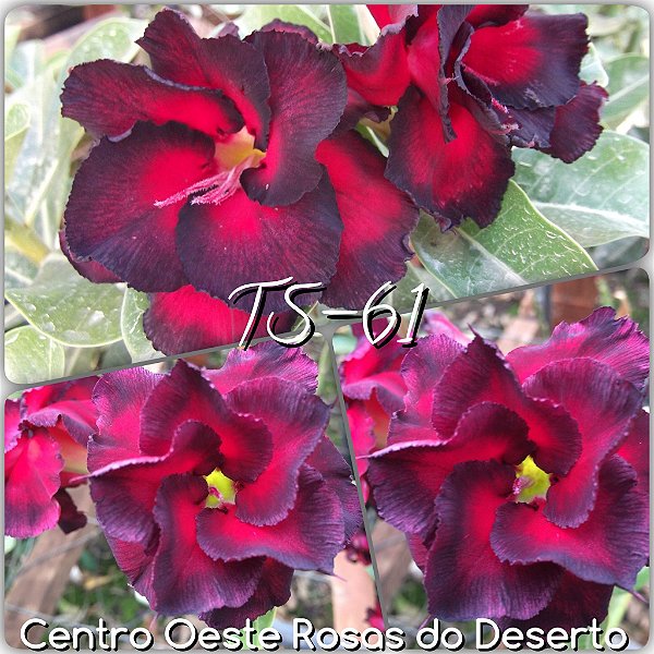 Rosa do Deserto Muda de Enxerto - TS-061 - Flor Dobrada