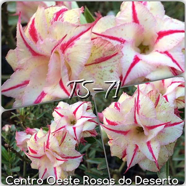 Rosa do Deserto Muda de Enxerto - TS-071 - Flor Tripla
