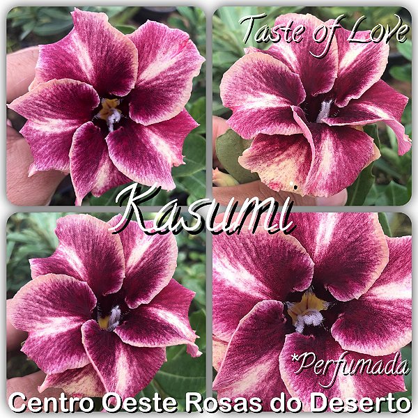 Rosa do Deserto Enxerto - Kasumi - Perfumada