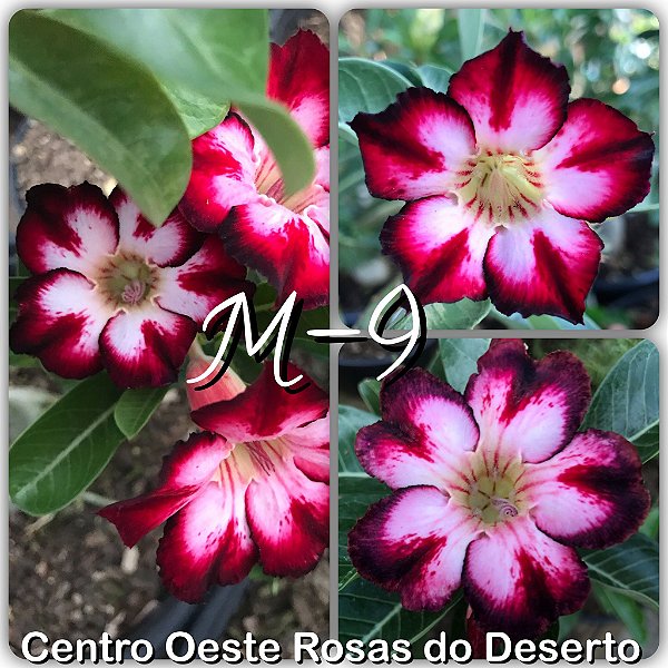 Rosa do Deserto Muda de Enxerto - M-9 - Flor Simples Branca mesclada