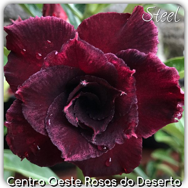 Rosa do Deserto Muda de Enxerto - Steel - Flor Dobrada