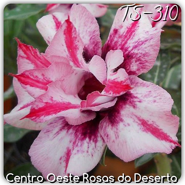 Rosa do Deserto Muda de Enxerto - TS-310 - Flor Dobrada