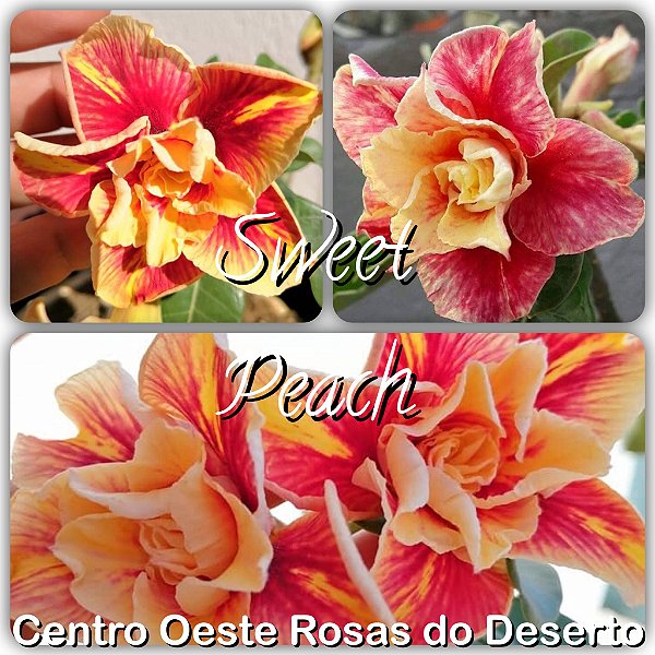 Rosa do Deserto Muda de Enxerto - Sweet Peach - Flor Tripla