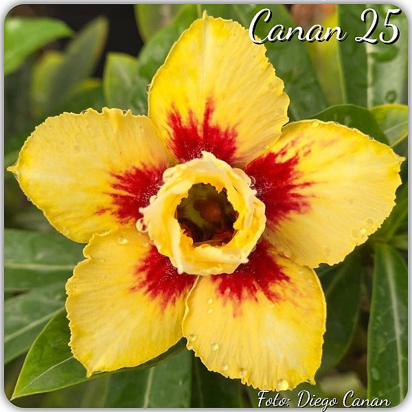 Rosa do Deserto Enxerto - Canan 25 (Pequena)