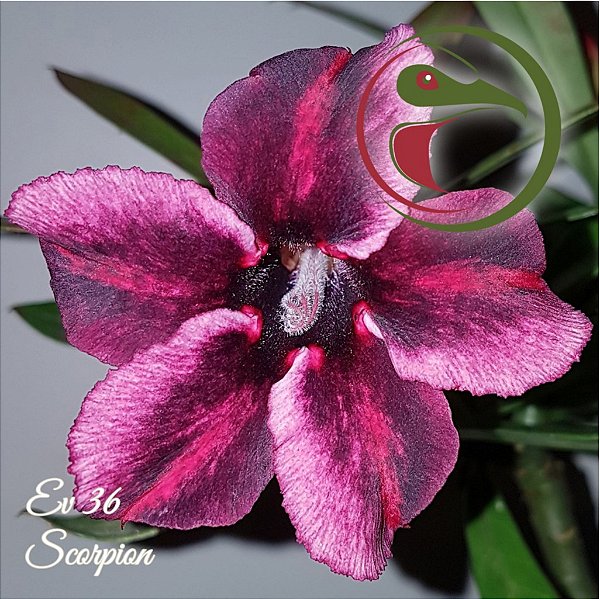 Rosa do Deserto Muda de Enxerto - EV-036 - Scorpion - Flor Simples