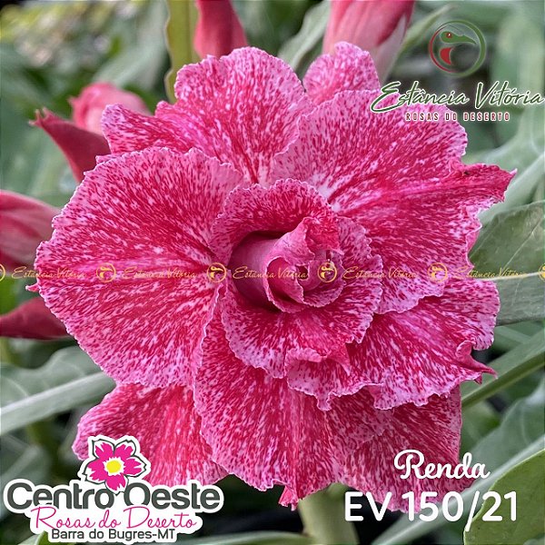 Rosa do Deserto Enxerto - EV-150 - Renda