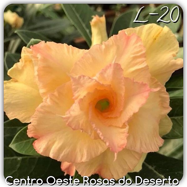 Rosa do Deserto Enxerto - AURORA (L-20)