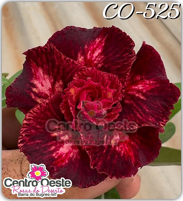 Rosa do Deserto Enxerto - CO-525