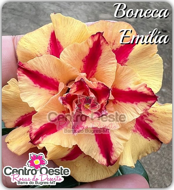 Rosa do Deserto Enxerto - BONECA EMÍLIA