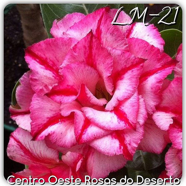 Rosa do Deserto Muda de Enxerto - LM-21 - Flor Tripla