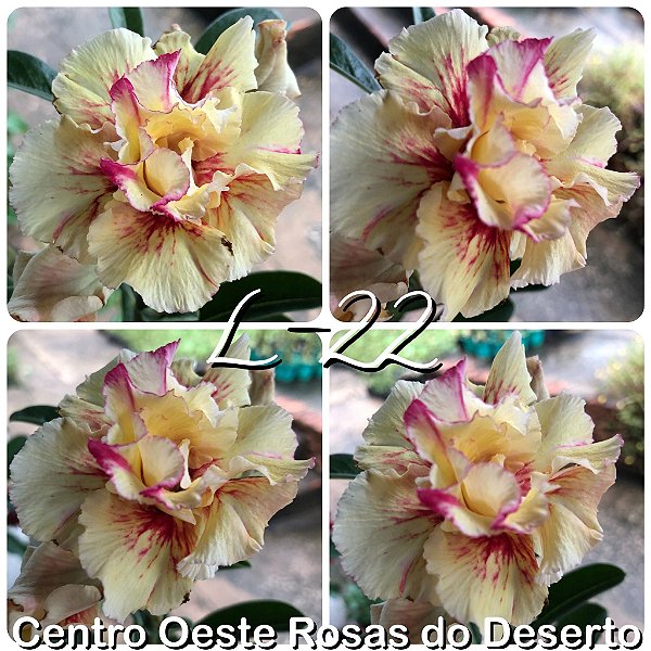 Rosa do Deserto Muda de Enxerto - L-22 - Flor Dobrada Amarela Matizada