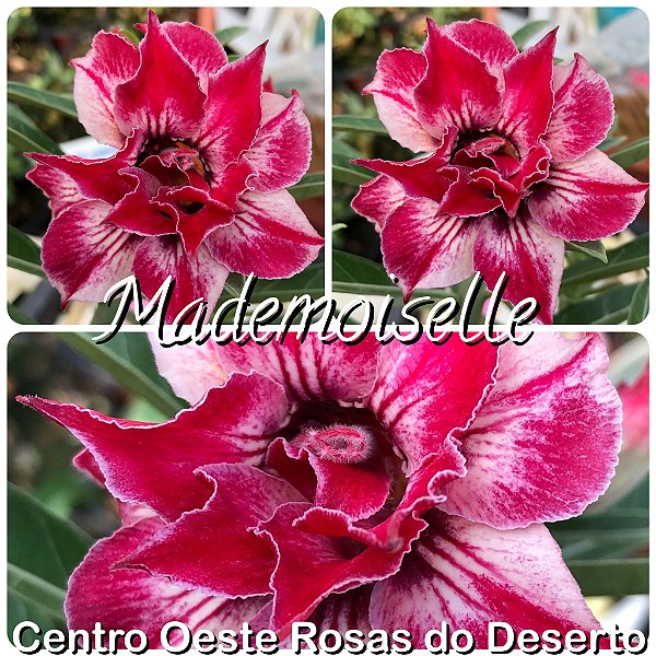 Rosa do Deserto Muda de Enxerto - Mademoiselle - Flor Dobrada - Cuia 21 (com 2 a 3 enxertos)