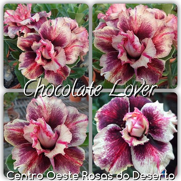 Rosa do Deserto Enxerto - Chocolate Lover - Cuia 21