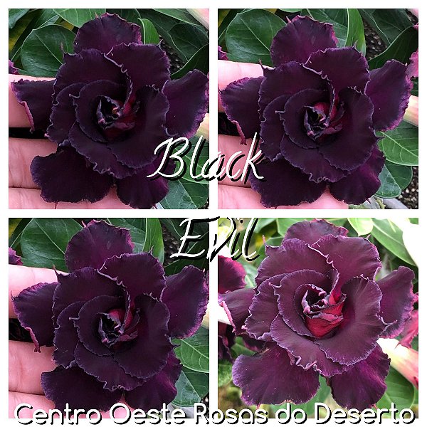 Rosa do Deserto Enxerto - Black Evil (RC140)