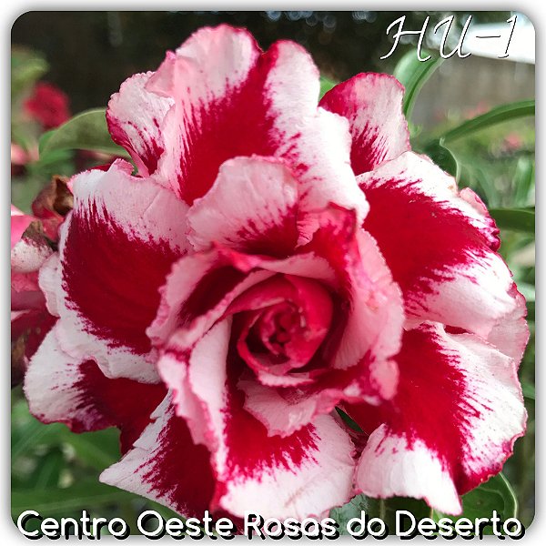 Rosa do Deserto Muda de Enxerto - HU-1 (King of King) - Flor Tripla