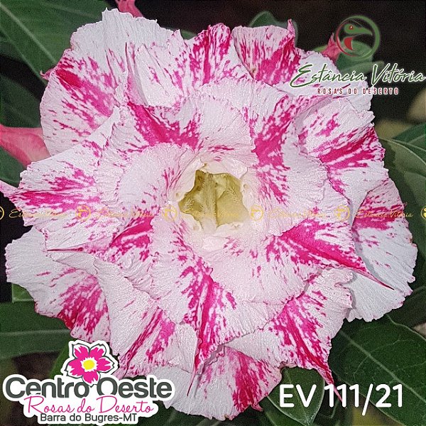 Rosa do Deserto Enxerto - EV-111