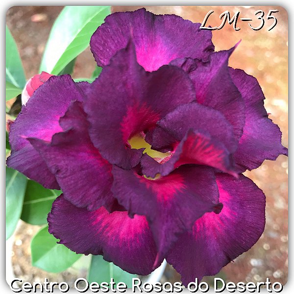 Rosa do Deserto Muda de Enxerto - LM-35 - Flor Dobrada