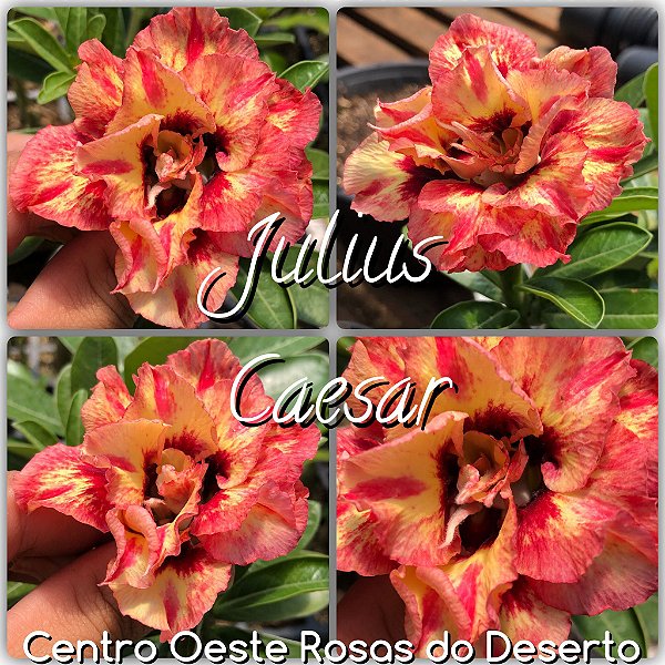 Rosa do Deserto Enxerto - Julius Caesar (RC076)