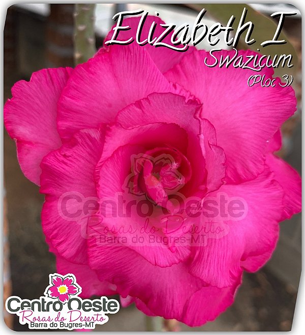 Rosa do Deserto Enxerto - Elizabeth I (PLOC 3)