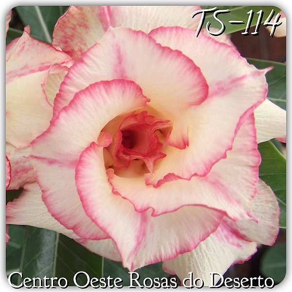 Rosa do Deserto Muda de Enxerto - TS-114 - Flor Dobrada
