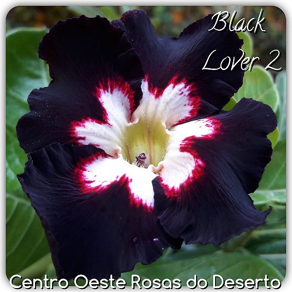 Rosa do Deserto Enxerto - BLACK LOVER 2 (RC094) Pequena