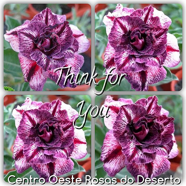 Rosa do Deserto Enxerto - Think of You (RC032)