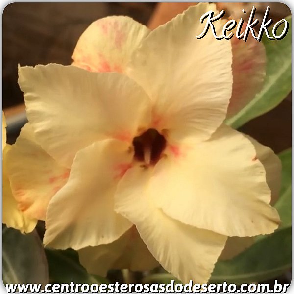 Rosa do Deserto Muda de Enxerto - Keikko - Flor Dobrada