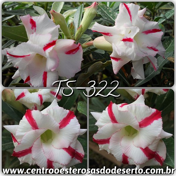 Rosa do Deserto Muda de Enxerto - TS-322 - Dobrada