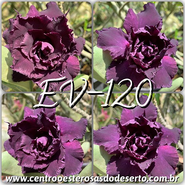 Rosa do Deserto Muda de Enxerto - EV-120 - Flor Tripla