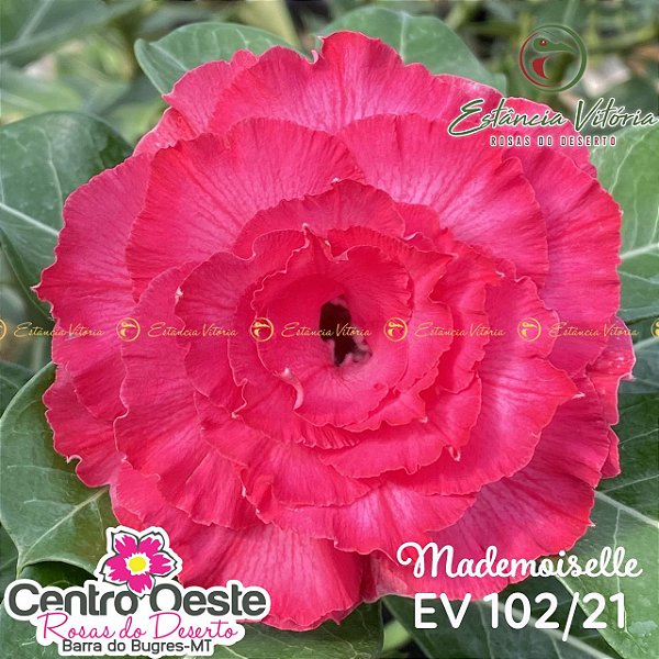 Rosa do Deserto Enxerto - EV-102 - Mademoseille