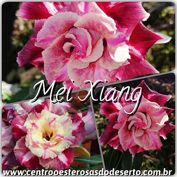 Rosa do Deserto Enxerto - Mei Xiang (RC096)