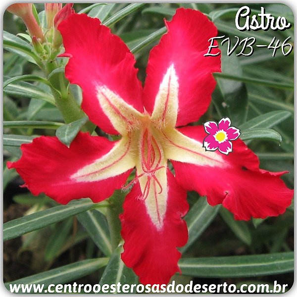 Rosa do Deserto Muda de Enxerto - EVB-046 - ASTRO - Flor Simples