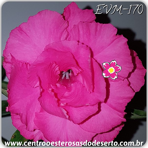 Rosa do Deserto Muda de Enxerto - EVM-170 - Flor Tripla