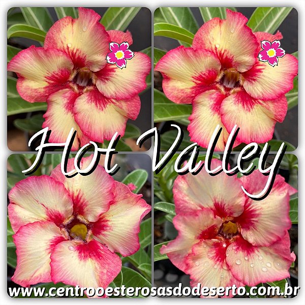 Rosa do Deserto Muda de Enxerto - Hot Valley - Flor Simples