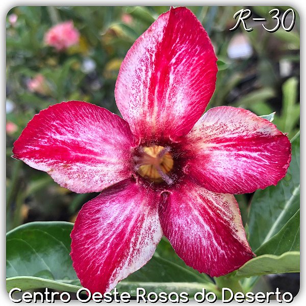 Rosa do Deserto Muda de Enxerto - R-30 - Flor Simples Matizada