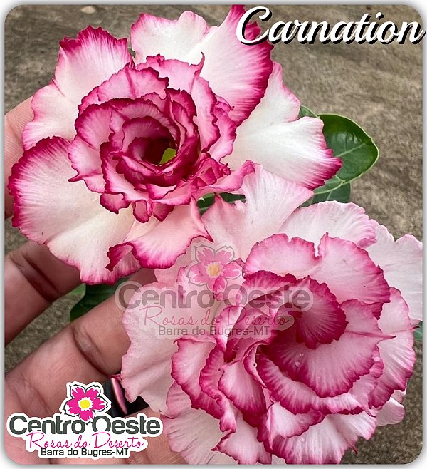 Rosa do Deserto Enxerto - CARNATION