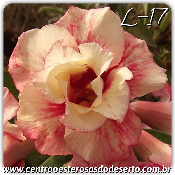 Rosa do Deserto Muda de Enxerto - L-17 - Flor Dobrada