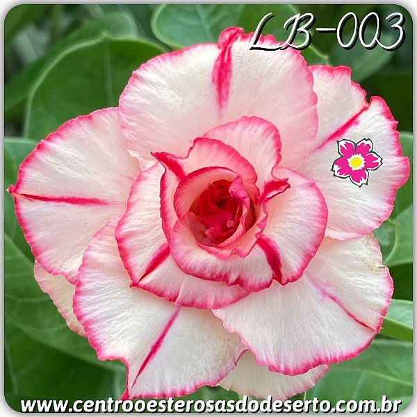 Rosa do Deserto Muda de Enxerto - LB-003 - Flor Tripla
