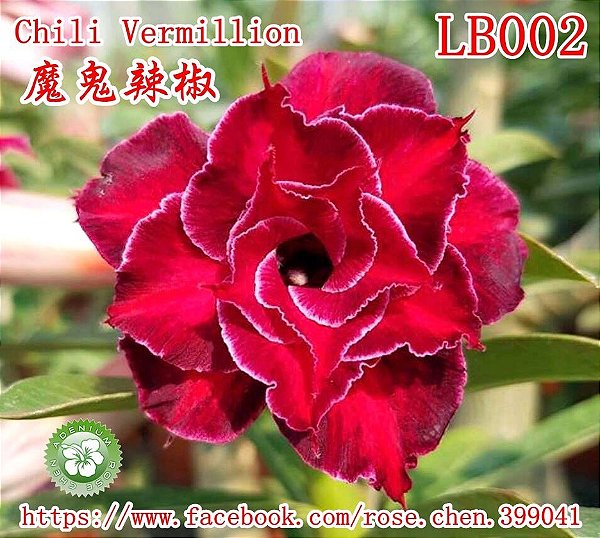 Rosa do Deserto Muda de Enxerto - LB-002