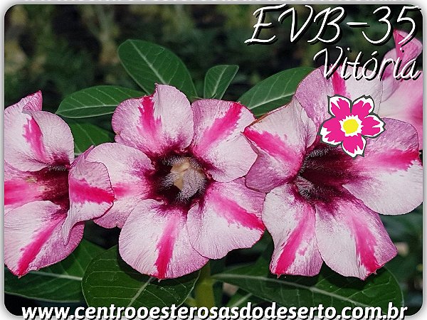 Rosa do Deserto Muda de Enxerto - EVB-035 - Vitória - Flor Simples