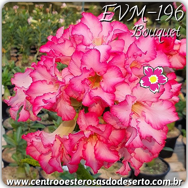 Rosa do Deserto Muda de Enxerto - EVM-196 - Bouquet - Flor Dobrada