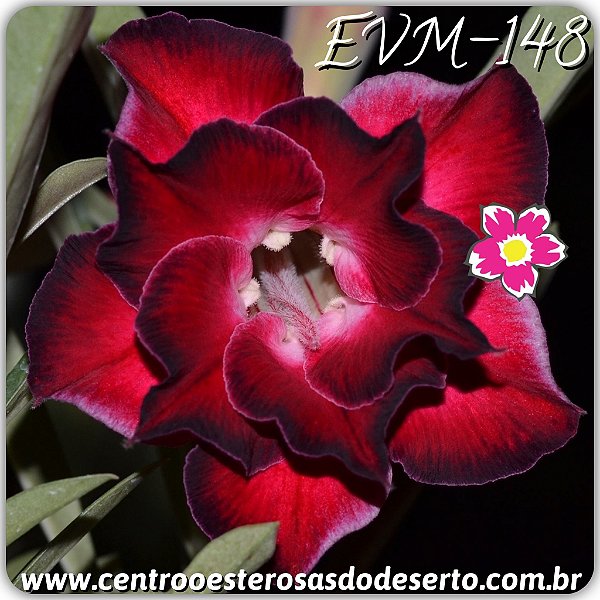 Rosa do Deserto Muda de Enxerto - EVM-148 - Flor Dobrada