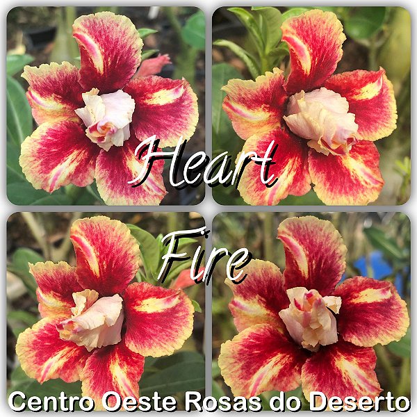 Rosa do Deserto Muda de Enxerto - Heart Fire - Flor Dobrada