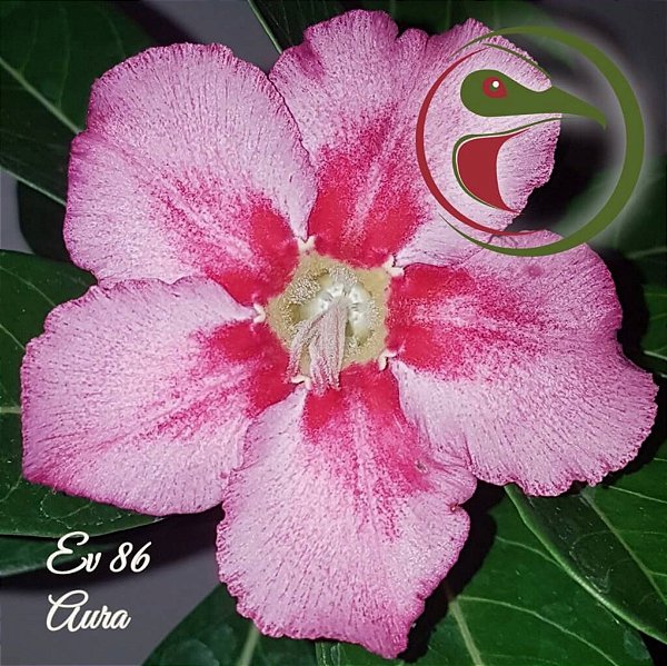 Rosa do Deserto Muda de Enxerto - EV-086 - Aura - Flor Simples